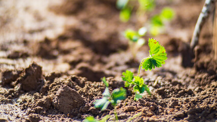 Farmer's garden tool - garden scoop. Gardening concept. Agricultural work on the plantation