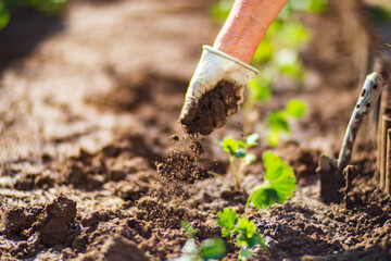 Human hands prepare the soil for planting crops in the garden. Cultivated land close up. Gardening concept. Agriculture plants growing in bed row