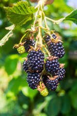 Ripe, juicy blackberry. Garden fruit bush. Beautiful natural rural landscape with strong blurred background. The concept of healthy food with vitamins