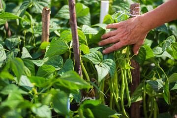 Farmer's hands harvest crop of beans in the garden. Plantation work. Autumn harvest and healthy organic food concept close up with selective focus