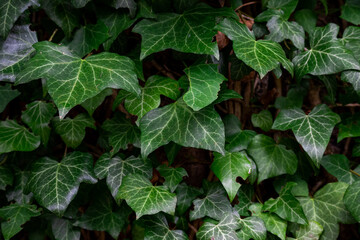 Green ivy growing on the side of a tree