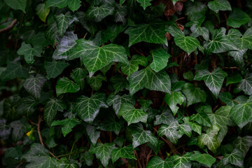 Green ivy growing on the side of a tree