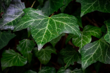Green ivy growing on the side of a tree