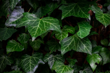 Green ivy growing on the side of a tree