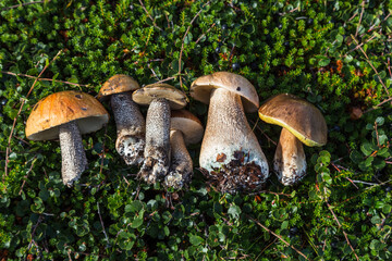 arge boletus in the forest. Found mushrooms during mushrooming. Edible mushrooms in northern forests of europe.