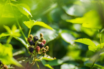 Ripe, juicy blackberry. Garden fruit bush. Beautiful natural rural landscape with strong blurred background. The concept of healthy food with vitamins
