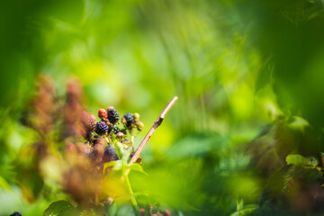 Ripe, juicy blackberry. Garden fruit bush. Beautiful natural rural landscape with strong blurred background. The concept of healthy food with vitamins