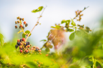 Ripe, juicy blackberry. Garden fruit bush. Beautiful natural rural landscape with strong blurred background. The concept of healthy food with vitamins