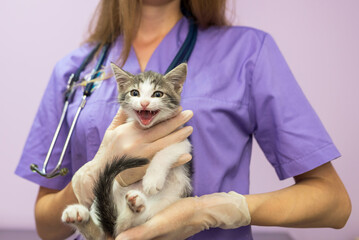 Female veterinarian with cute cat in clinic