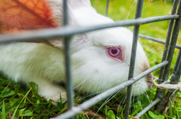 Obraz premium A close-up white rabbit sits on the grass on the plot of a country house on a summer day. Cute, kind pet