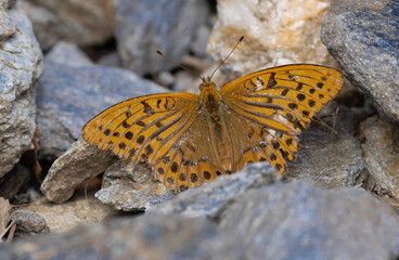 Kaisermantel, schmetterling auf steinen