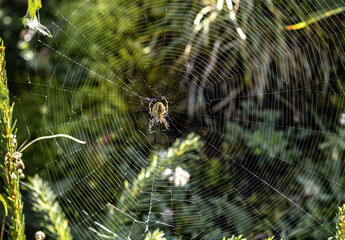 Spinne im Netz.