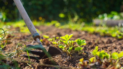 Farmer cultivating land in the garden with hand tools. Soil loosening. Gardening concept. Agricultural work on the plantation