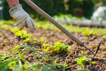 Farmer cultivating land in the garden with hand tools. Soil loosening. Gardening concept....