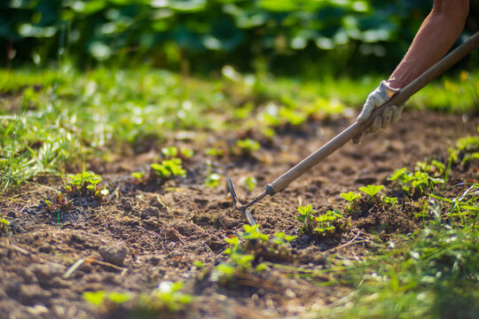 Farmer cultivating land in the garden with hand tools. Soil loosening. Gardening concept. Agricultural work on the plantation