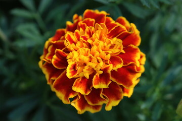 Orange and Red Marigold Flower
