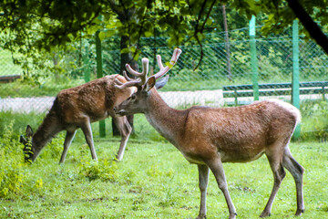 Naklejka na ściany i meble Deer is any of 43 species of hoofed ruminants 