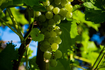 Grapes hanging from a grapevine on a late summer evening
