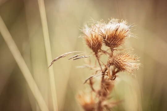Distel