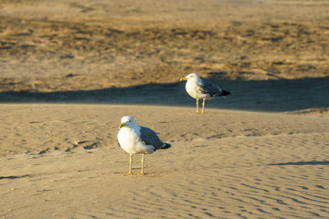 Gruissan in Occitanie department France