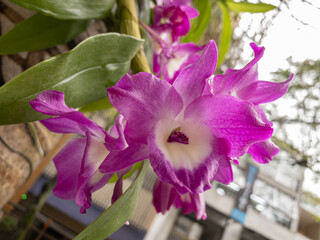 Closeup of pink orchid flowers Dendrobium nobile also called doll's eye that we find in trees in the city. Selective focus.
