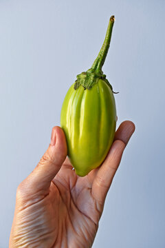 Green scarlet eggplant on hand in a bright background 