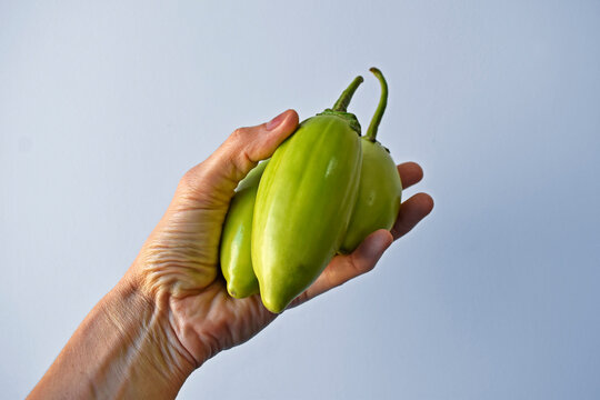 Qui Nem Jiló . . ., Scarlet Eggplant (Solanum aethiopicum),…