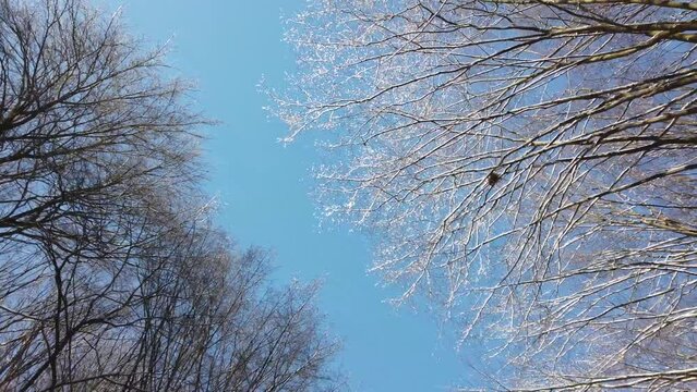 Branches of trees against the background of the sky.