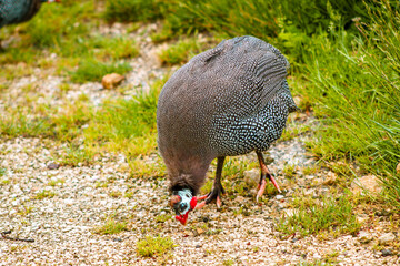 Guineafowl are birds of the family Numididae