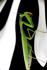 praying mantis in the studio on the branches