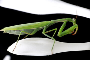 praying mantis in the studio on the branches