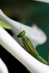 praying mantis in the studio on the branches