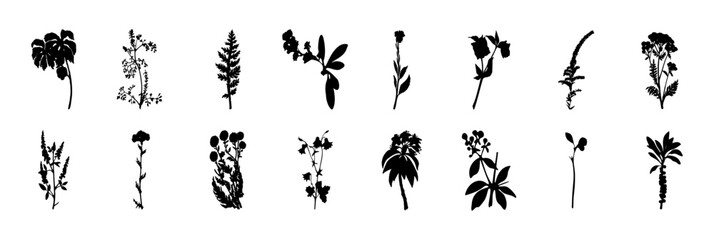 Fototapeta na wymiar A large set of flowers and plants. Collection of plants, flowers and herbs. Black silhouettes of plants. Botanical patterns.