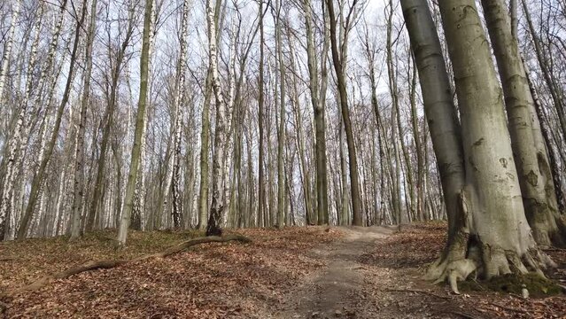 Shooting of the spring wood.
