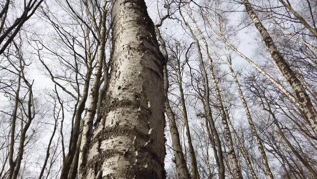 Trunks of birches. Shooting in the spring forest.