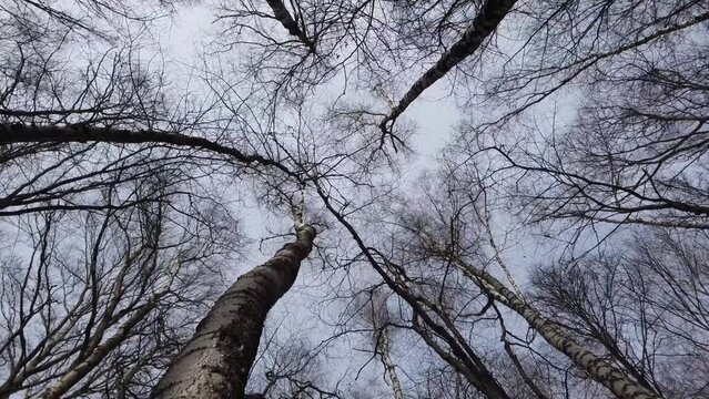 Trunks of birches. Shooting in the spring forest.