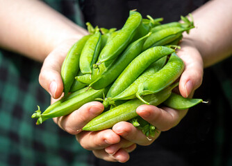 Green pea pods in hand. Harvest Concept.