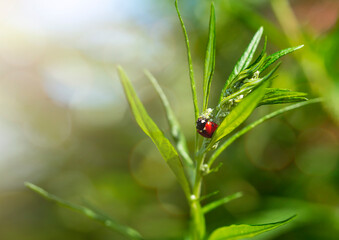Ladybug on a plant. Concept of nature, environment, summer.