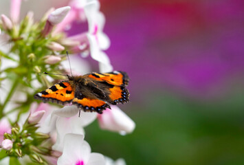 A butterfly on a flower in close-up