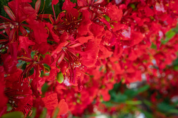 Red flowers background. Delonix regia closeup, a bean ornamental tree