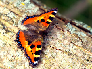 Obraz premium Beautiful close-up of a butterfly, great design for any purposes. Natural beauty. Colorful summer concept.