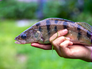 Caught fish in the hands of a fisherman for conceptual design. Nature background. Healthy activity . Hobby concept.