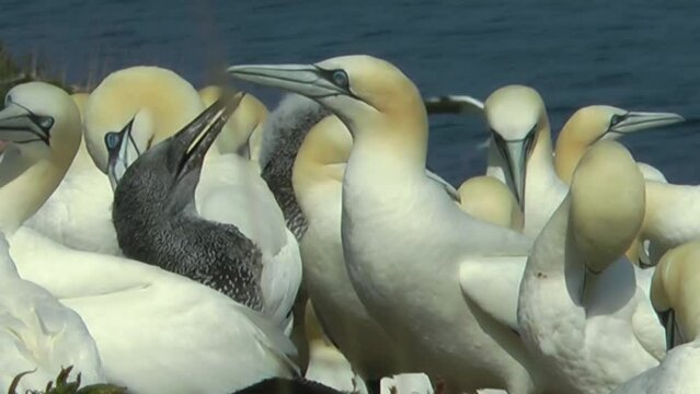Northern gannet mother feeding chick near flock
The northern gannet (Morus bassanus) is a seabird, the largest species of the gannet family, north America, 2022
