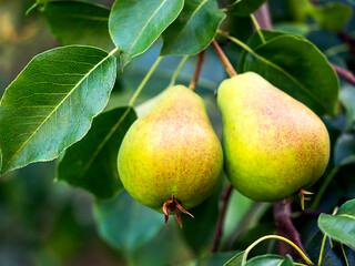 Pears on a tree. Harvest Concept. The concept of natural farming, organic products.