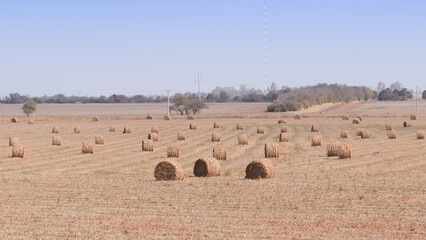 Fardos de alfalfa, rollos en el campo