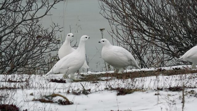 rock ptarmigan in the snowy winter, 2021
North America wildlife, 2021
