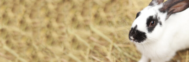 Home pet, cute spotted rabbit on the straw. Rabbit farm. Stretched photo for banner