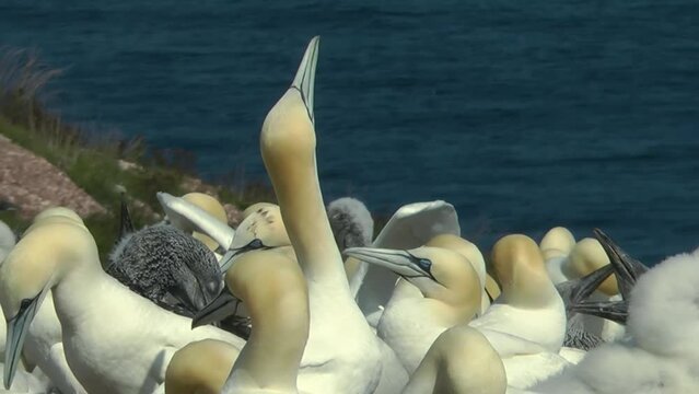 Northern gannet flock on the beach, Medium shot
The northern gannet (Morus bassanus) is a seabird, the largest species of the gannet family, north America, 2022
