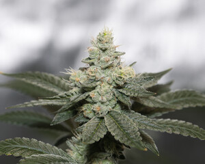 gluemo, marijuana, pot, weed