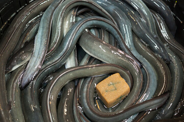 Bucket full of eels in the former Tokyo’s Tsukiji Market
